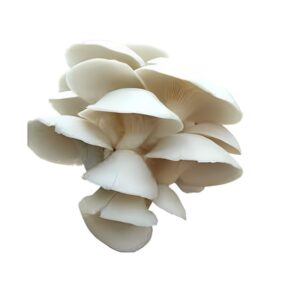 Oyster Mushroom